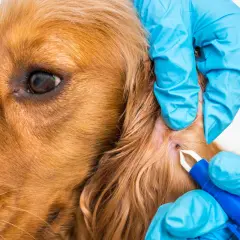 Mani guantate rimuovono una zecca da un cane marrone.