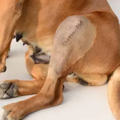 Cane con zoppia post-operatoria, probabile rottura legamento crociato posteriore cane quando necessario operare.