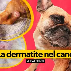 Primo piano di un cane con dermatite. Le immagini mostrano piaghe sul cane, evidenziando le cause della dermatite.