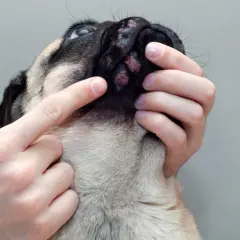Mani esaminano le croste nere sulla pelle del muso di un cane, forse un segno di infezione o allergia.