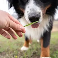 Un cane di razza Bernese sta per mangiare un filo d'erba offerto da una mano.