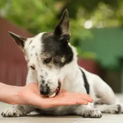 Un cane bianco e nero riceve una pillola da una mano. Potrebbe essere un trattamento per una malattia autoimmune del cane.