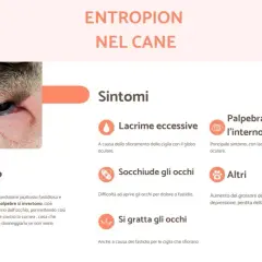 Occhio di cane con entropion, dove le palpebre si rivolgono verso l'interno causando irritazione.