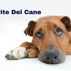 Cane con sguardo triste, forse affetto da gastrite. I sintomi possono includere vomito e inappetenza.