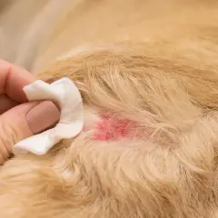Mano pulisce una zona arrossata sul pelo di un cane, forse causata da mosche o irritazione.