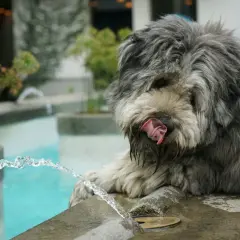 Cane con pelo grigio vicino a una fontana, leccandosi le labbra. Potrebbe essere un segno di cane disidratato, sintomi da non sottovalutare.