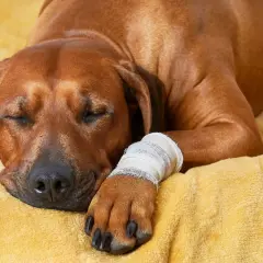 Cane marrone riposa con zampa fasciata, in attesa del tempo di cicatrizzazione della ferita.