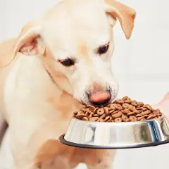 Un cane obeso annusa con avidità una ciotola piena di croccantini, tenuta da una mano.