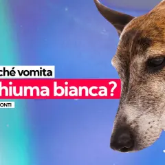 Un cane vomita schiuma bianca, un sintomo preoccupante che potrebbe indicare avvelenamento.