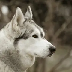 Primo piano di un cane Husky con pelo bianco e grigio. Attenzione: lo xilitolo è tossico per i cani.