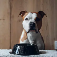 Un cane di razza mista, con macchie bianche e marroni, guarda una ciotola vuota. Nonostante mangi poco, questo cane mangia poco ma sta bene, dimostrando la sua salute.