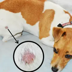 Cane con macchia rossa sulla pelle, ingrandita in un cerchio. Potrebbe essere l'inizio di una tigna cane.