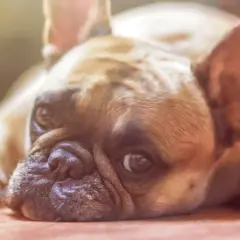 Un cane di razza bulldog francese, con un'espressione un po' malinconica, forse preoccupato per un'escherichia coli.