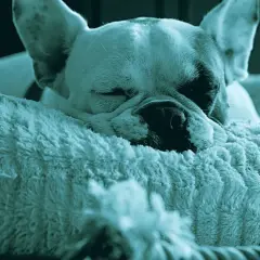 Un cane che russa dorme beatamente su un morbido cuscino. Le sue orecchie sono rilassate e il muso affonda nel pelo soffice.