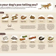 Guida alla salute del cane: feci scure possono indicare problemi gastrointestinali. Osserva colore e consistenza.