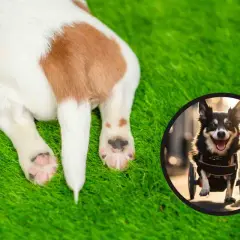 Un cane con atrofia muscolare, che usa un carrellino, corre felice sull'erba.