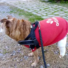 Cane con gamba fasciata, indossa una maglietta rossa Adidas. Recupero post intervento crociato cane.