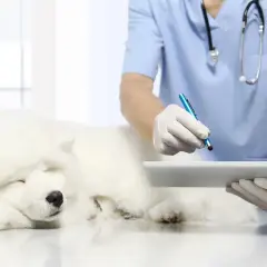 Un veterinario esamina un cane bianco addormentato, registrando dati su un tablet. Si sospetta un blocco renale nel cane.