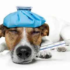 Cane con febbre, impacco freddo in testa e termometro. Cosa dargli per farlo stare meglio?