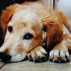 Un cucciolo di Golden Retriever con occhi tristi, sdraiato sul pavimento, sembra che stia male, forse quando il cane vomita.