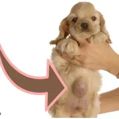 Cucciolo di cane con ernia ombelicale visibile.