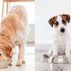 Golden retriever mangia, cucciolo di Jack Russell aspetta vicino alla ciotola. Cibo per cane con struvite.