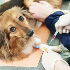 Cane con flebo alla zampa, forse per curare i parassiti.