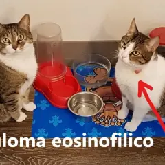 Gatto con segno rosso sul collo, forse indicativo di un granuloma eosinofilo.