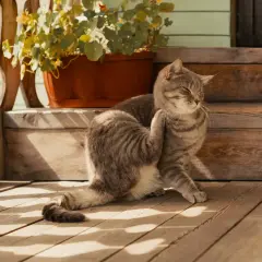 Gatto tigrato si gratta, forse per le uova di pulci come riconoscerle. Si trova su una veranda di legno con un vaso di fiori.