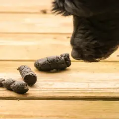 Feci nere di cane, un segno preoccupante che potrebbe indicare insufficienza renale.