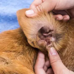 Orecchio di un cucciolo con segni di otite. Si notano arrossamento e secrezioni, possibili sintomi da non sottovalutare.