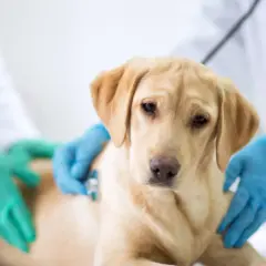 Un cane giovane, forse in fase di cambio denti, viene visitato dal veterinario. Si indaga sulla causa della diarrea.