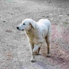 Un cane bianco zoppica con la zampa anteriore sollevata, camminando su un terreno ghiaioso.