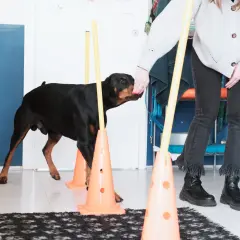 Un Dobermann nero e focato si allena in un percorso di agility, parte di un percorso di fisioterapia per cani.