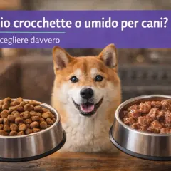 Un cane sorridente tra due ciotole: una di crocchette e una di umido. Meglio crocchette o umido per cani? La scelta giusta per il tuo amico a quattro zampe.