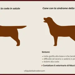 Cane con coda sana e cane con sindrome della coda fredda, con sintomi di infezione coda cane.