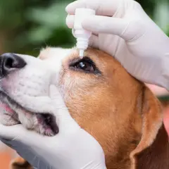 Mani guantate somministrano collirio a un cane beagle, forse per un igroma o un'altra condizione oculare.