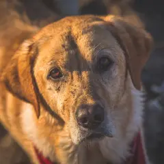 Primo piano di un cane marrone con terra sul muso, forse un po' di stafilococco cane.