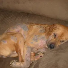 Cane con evidenti lesioni cutanee e perdita di pelo, probabile demodicosi. Riposa su un divano marrone.