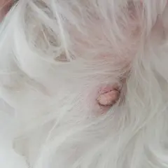 Un nodulo sul ventre di un cane bianco. La pelle è arrossata e il nodulo ha una superficie irregolare.