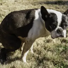 Boston Terrier con difficoltà, forse un cane stitico cosa fare? Osserva il suo sguardo preoccupato sull'erba secca.