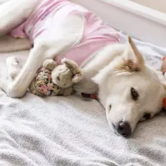 Cane bianco con indosso un camice post-operatorio rosa, riposa con i suoi peluche dopo la mastectomia.