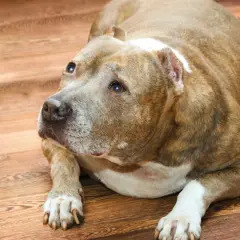 Un cane di razza Pitbull, con un leggero gonfiore alla zampa, giace sul pavimento di legno.