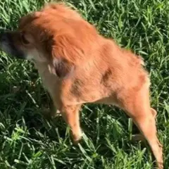 Cane con pelo fulvo in erba verde, con una postura che suggerisce una **postura antalgica cane**.