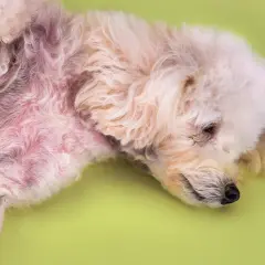 Pelo arrossato e irritato sul ventre di un cane, possibile sintomo di dermatite legata all'alimentazione.