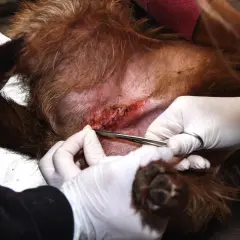 Veterinario lavora su ferita di un cane. I punti riassorbibili cane quanto ci mettono per guarire dipendono da molti fattori.