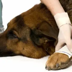 Un cane di razza pastore tedesco viene medicato per piaghe da decubito. Le zampe sono fasciate con cura.
