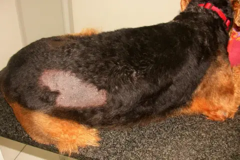 Un cane spelacchiato con chiazze di pelle visibile sul fianco. Indossa un collare rosso.