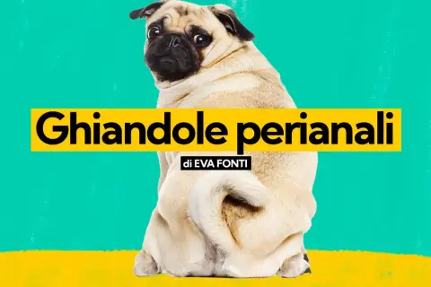 Un carlino guarda indietro, con la scritta "Ghiandole perianali" in evidenza.