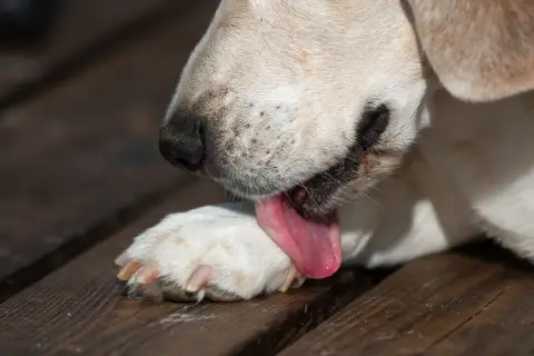 Un cane si lecca le zampe con la lingua rosa su un tavolato di legno.
